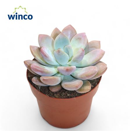 Graptoveria Opalina