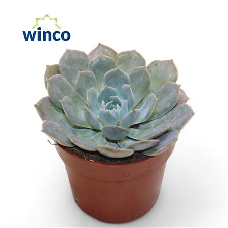 Echeveria Grey Prince