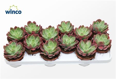 Echeveria Luella