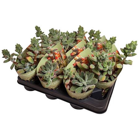 Echeveria Pulvinata Potcover