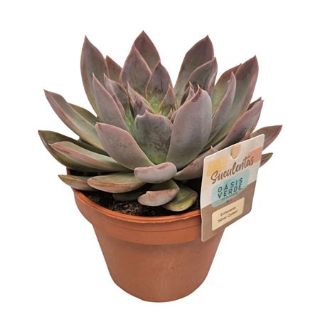 Echeveria Silver Queen