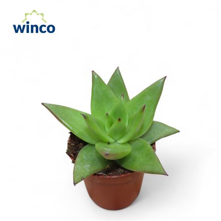Echeveria Lipstick