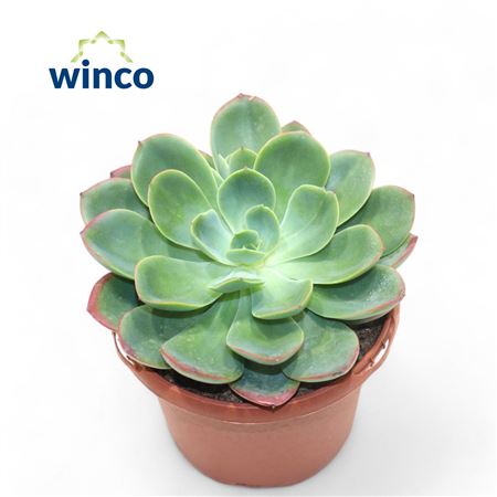 Echeveria Luella