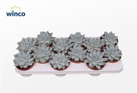 Echeveria Bluebird