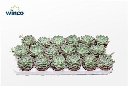 Echeveria Minima (blue) Ssp.