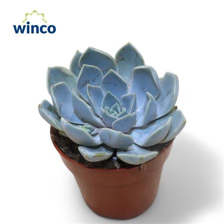Echeveria Snowbunny