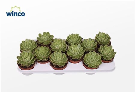 Эчеверия Гилва