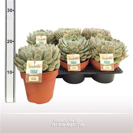 Echeveria Pink Edge.