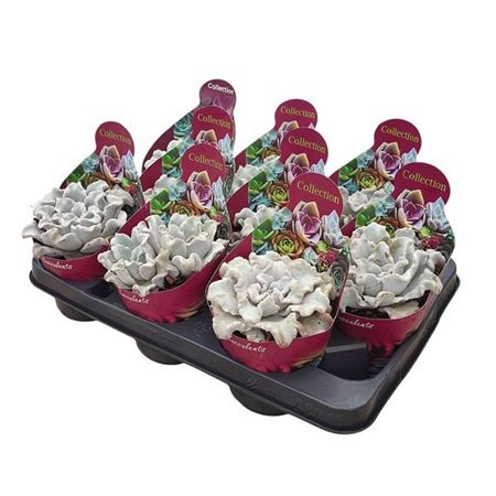 Echeveria Ballet Dancer Potcover