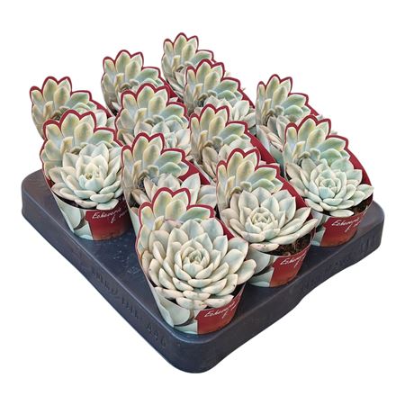 Echeveria Moon Fairy Variegata Potcover