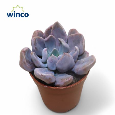 Graptoveria Lilac Spoons