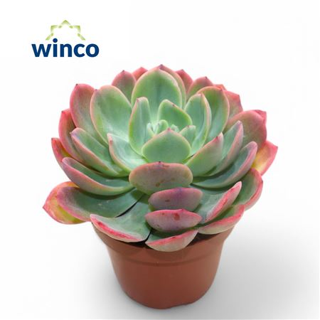 Echeveria Luella