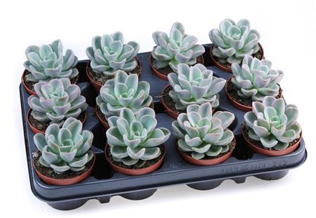 Echeveria Orpet