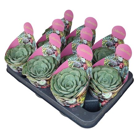 Echeveria Atlantis Potcover