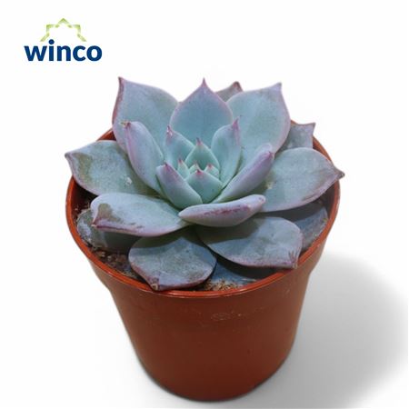 Echeveria Bluebird