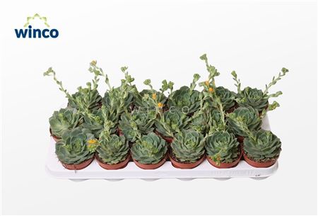 Echeveria Ramilette (flowering)