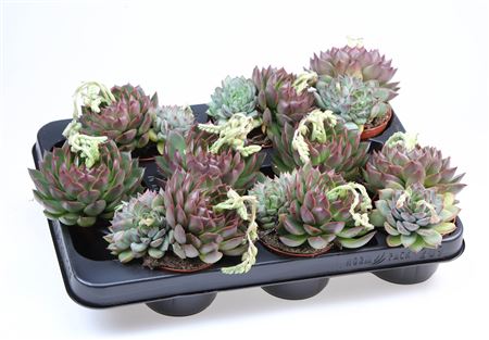 Echeveria Costarii Xl