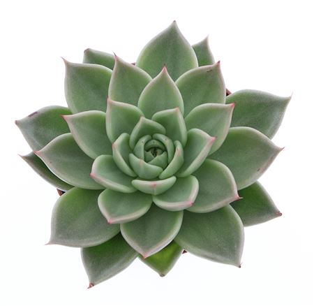 Echeveria Hybrid Arneb