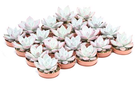 Echeveria Exotica