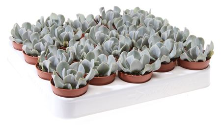 Echeveria Topsy Turvy