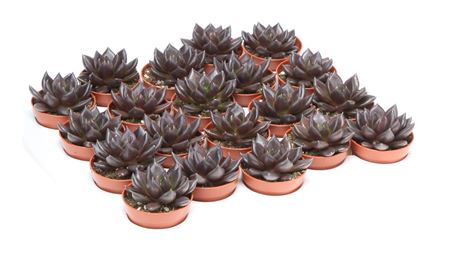 Echeveria Black Night