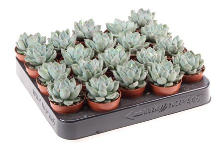 Echeveria Riegel
