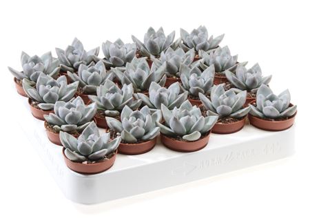Echeveria Ice Crystal