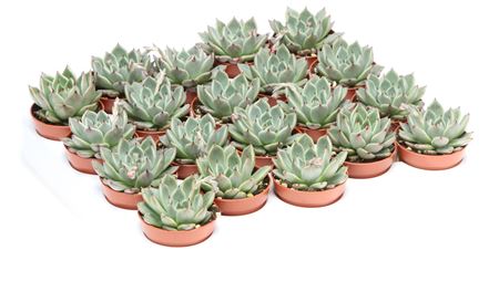 Echeveria Black Tip