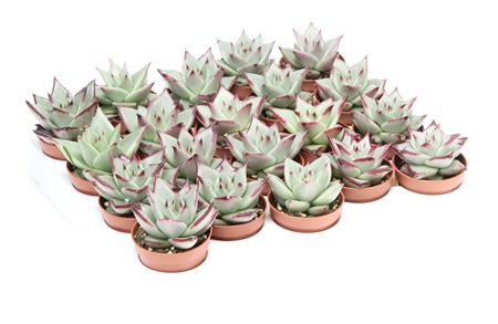 Echeveria Silver Star