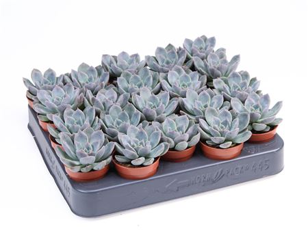 Echeveria Hybrid Zibal