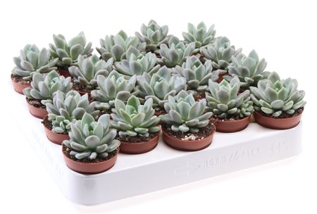 Echeveria Scheideckerii