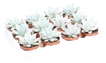 Echeveria Exotica