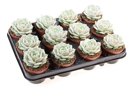 Echeveria Lola