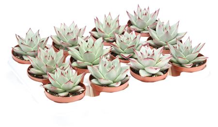 Echeveria Silver Star