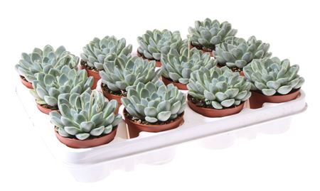 Echeveria Albicans