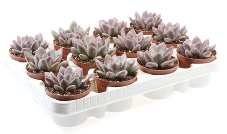 Echeveria Yvonii
