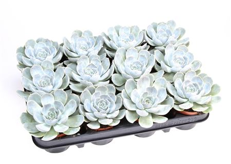 Echeveria Electra