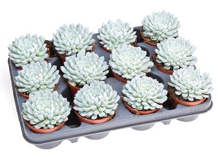 Echeveria Elegant Blue