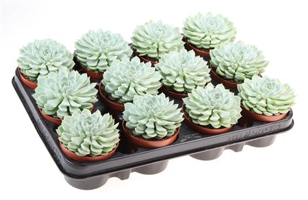 Echeveria Derenbergii