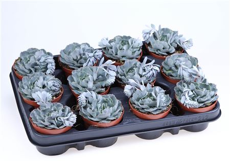 Echeveria Shaviana