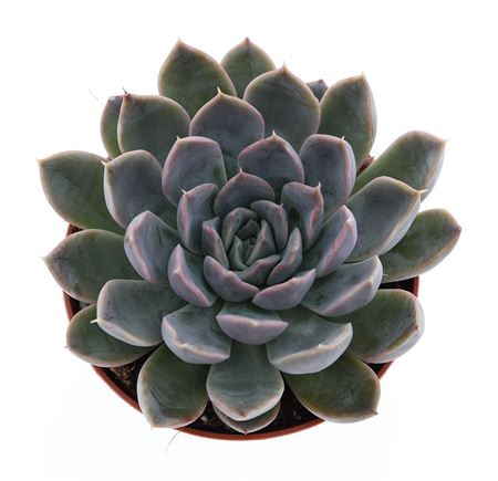 Echeveria Hybrid Zibal