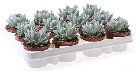 Echeveria Scheideckerii