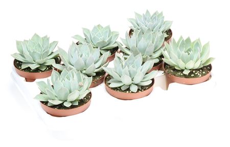 Echeveria Ziva