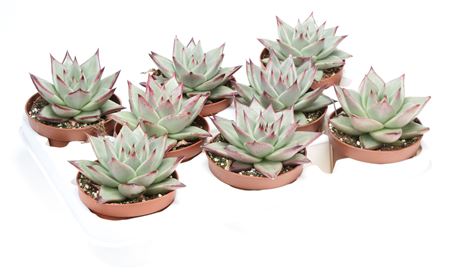 Echeveria Silver Star
