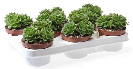 Echeveria Multicaulus