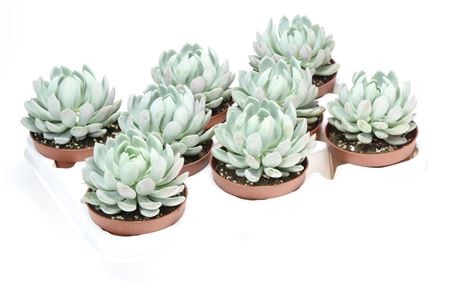 Echeveria Scheideckerii