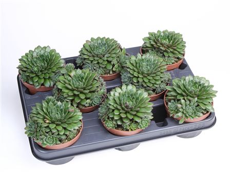 Echeveria Scorpio