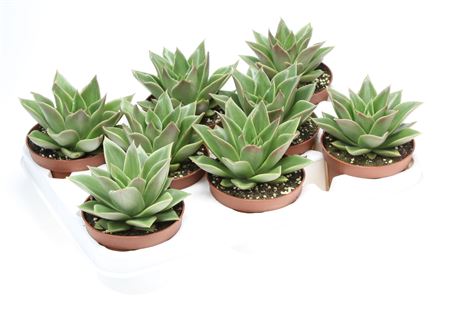 Echeveria Mexicana