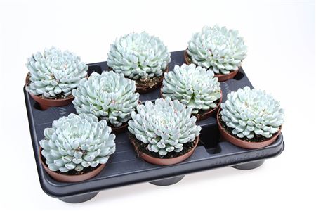 Echeveria Elegant Blue