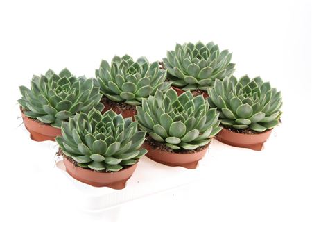 Echeveria Miranda Flat